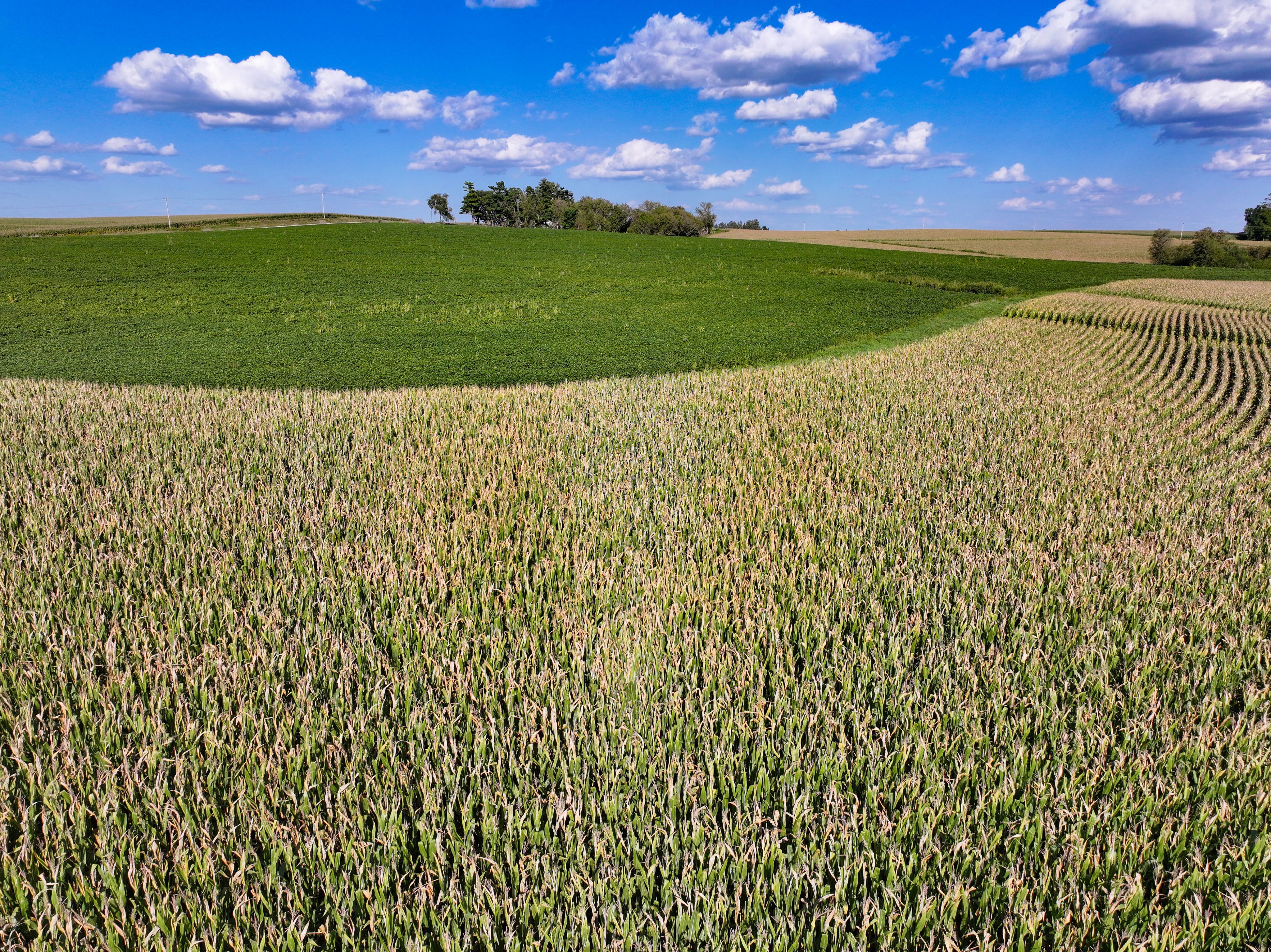 Listing Photo: 30-Postville Farm Auction